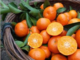 Guilin Lipu Satsuma Mandarin