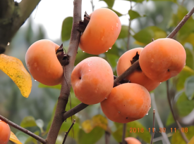 Guilin Gongcheng Moon Persimmon