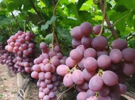 Guilin Ziyuan Red Grapes