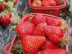 Guilin Daxu Strawberries