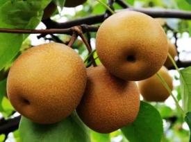 Guilin Guanyang Snow Pear