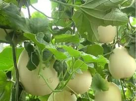 ​Guilin Quanzhou Muskmelon